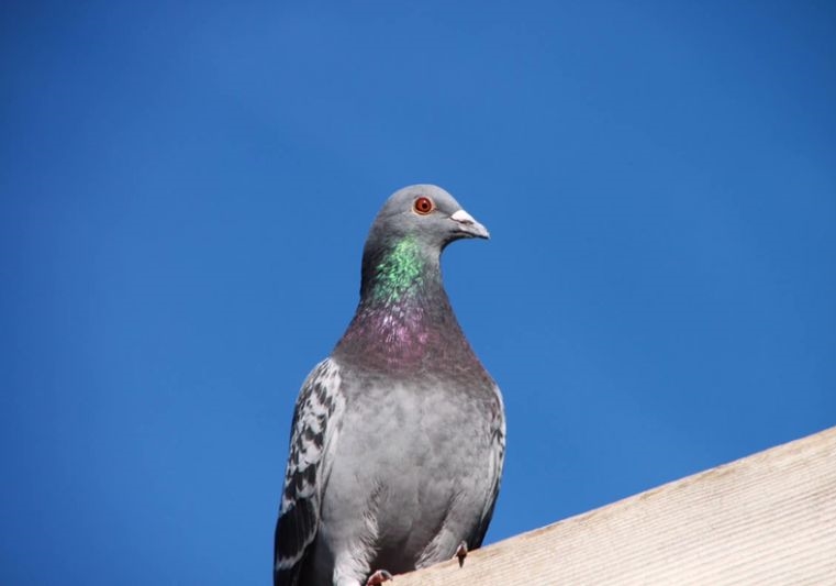 �ø��ӵı�׼