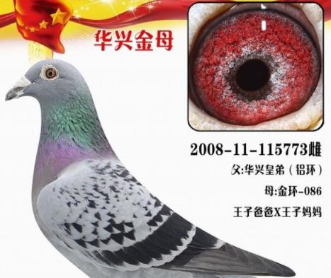 һ��鳲����˽�ĸ