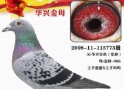 һ��鳲����˽�ĸ