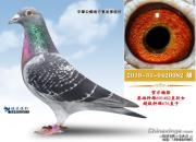 ������ͬ���Ӵ� ����˫˫��Χǰ10��