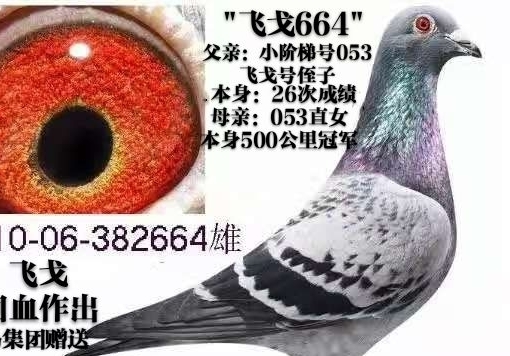 �ҵ���Ѫ���ɸꡢ·����������