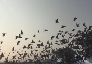 ���������������� ���лع鳬�߳�