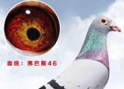 ���ѵĹ�ѫ�ָ���� ����զ����