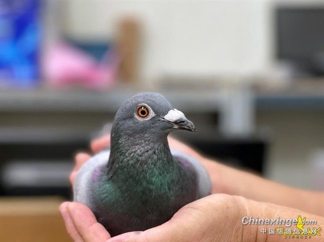 �ƺ�һ���� �ۺ�һ��Ƭ��