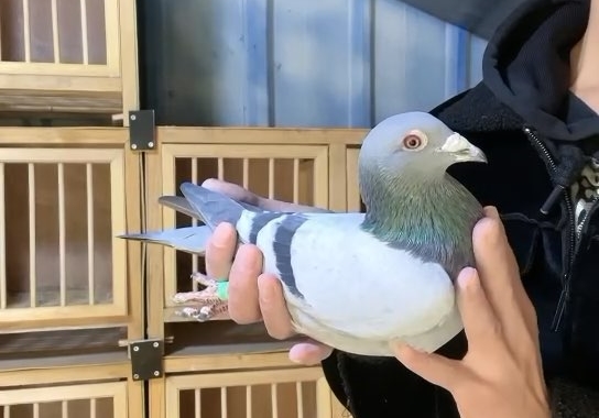 �������� ���������Ｐ�ط�������