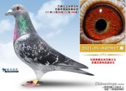 ��������� ���������о���զ����