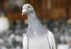 ���ⲩʿ����С˵���鳲��������̩��