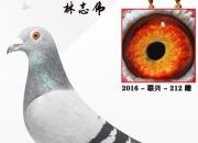 ��Ѫ��ǳ� һ�봫һ�