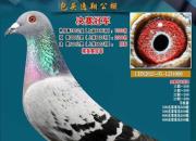 ����ʮ���������񽱶�ھ�