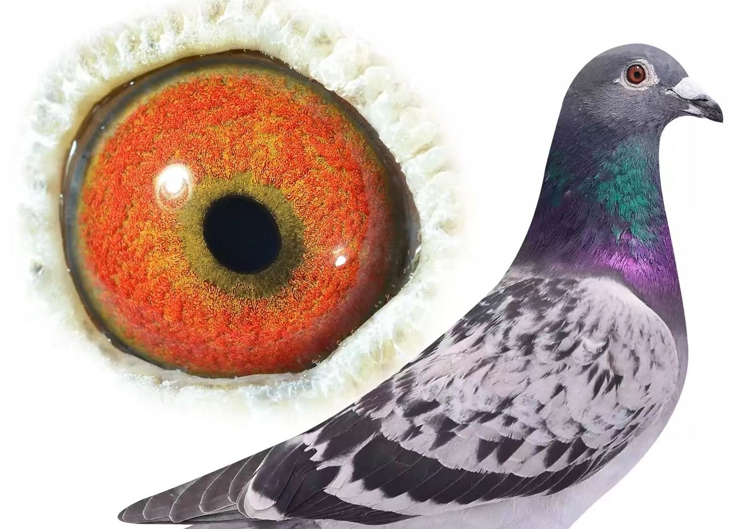 ��ĩ�ĸ��©�ǣ��ҵ��������� 