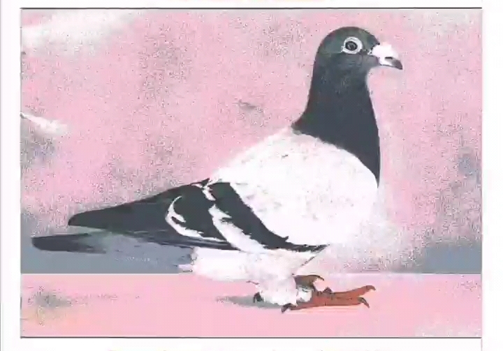 ���缶�����룺57�ιھ����������