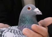 ���Ѱ������֮����Ӣ�ۼ���