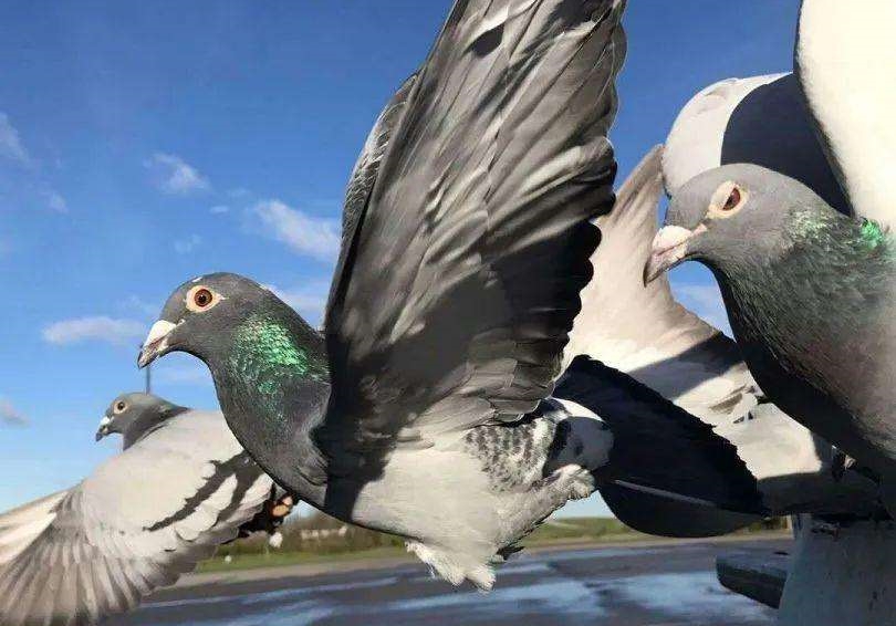 �ɹ��񽱾��� ������ѵԶ���ǽ���