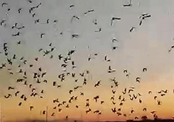 ��ɫ���������550����ɳ��λ�����