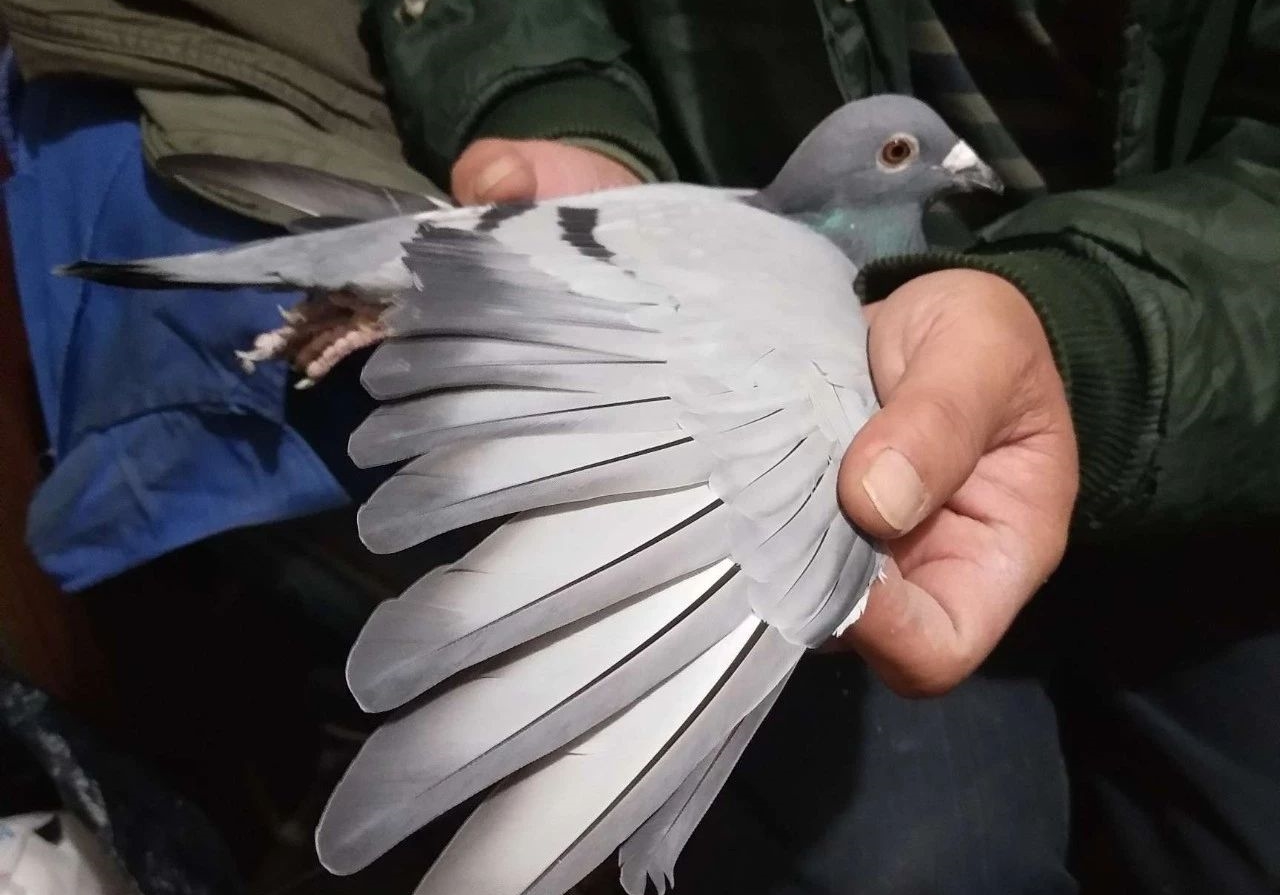 ��͸һ��Ѫϵ �ɼ���������������