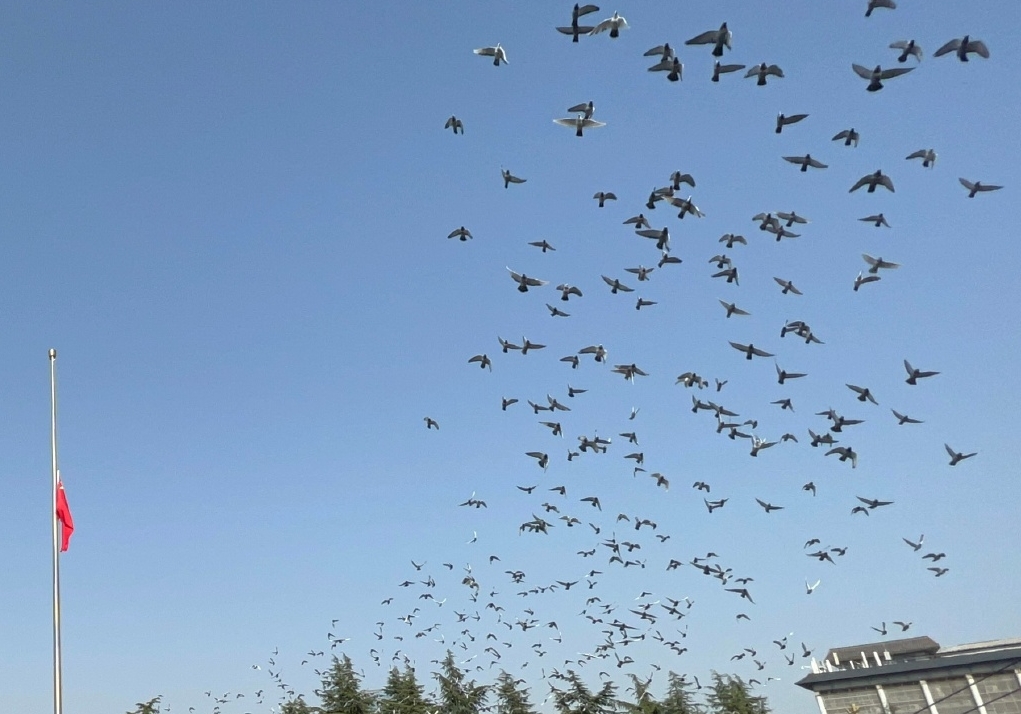 第九个国家公祭日 南京放飞三千和平鸽