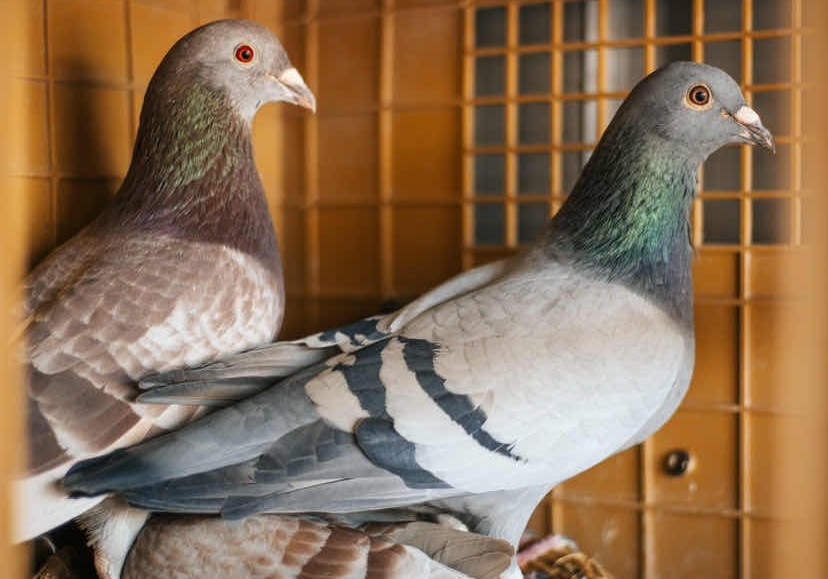 ����������� �ִ�������λ�Ѫ���֣�