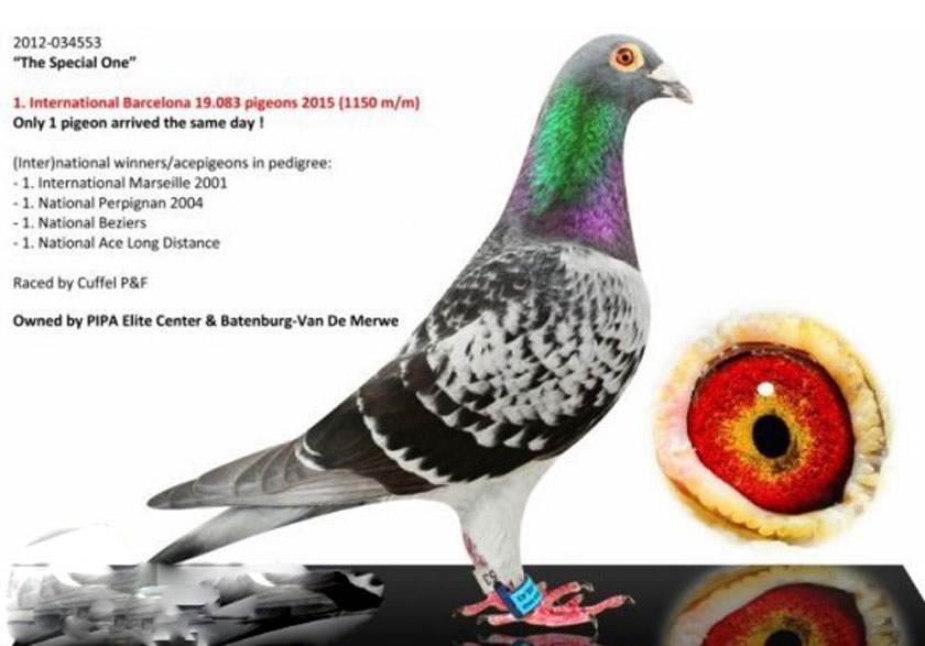 �۸���ܷ�ǧ����ھ�����ʮ��������ǹھ��̵�