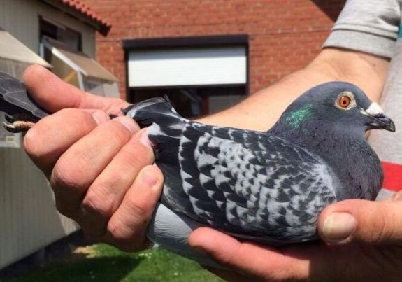 ������ø��ӣ����Ǵ�44���������ѡ��10��