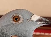 ҹ�в����ھ��������������� Ŭ�����лر�