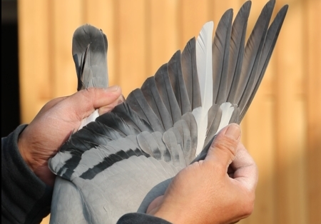 �����չ� �̵㿪���ھ�����