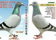 �ָ�Ҳ��ƭ�� ������45����������������