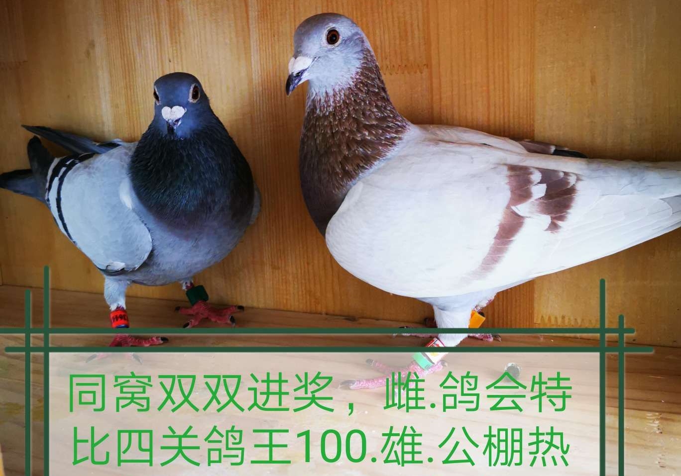 ͬ��˫˫����  ����սʿ�ؼ���