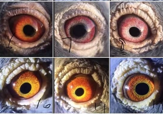 ���ۼ��ͣ��ļ����ܷ�ǧ���