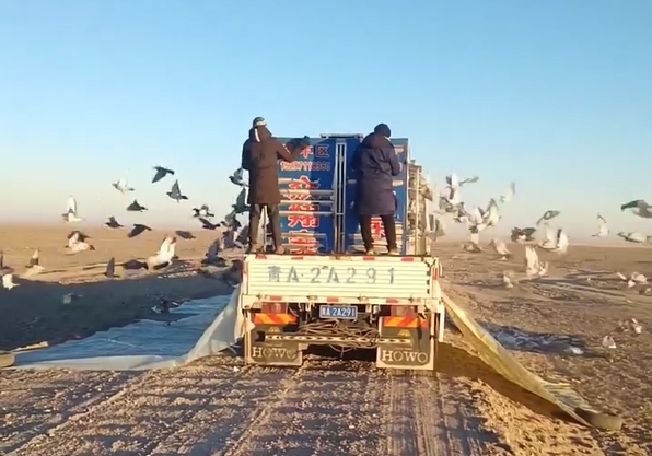 �ߺ�ȱ���� �ຣ��ԭѩ���ر��ѹ鳲