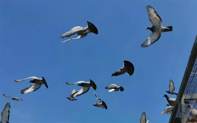 ���ⲩʿ����С˵���鳲�����ˣ�����������