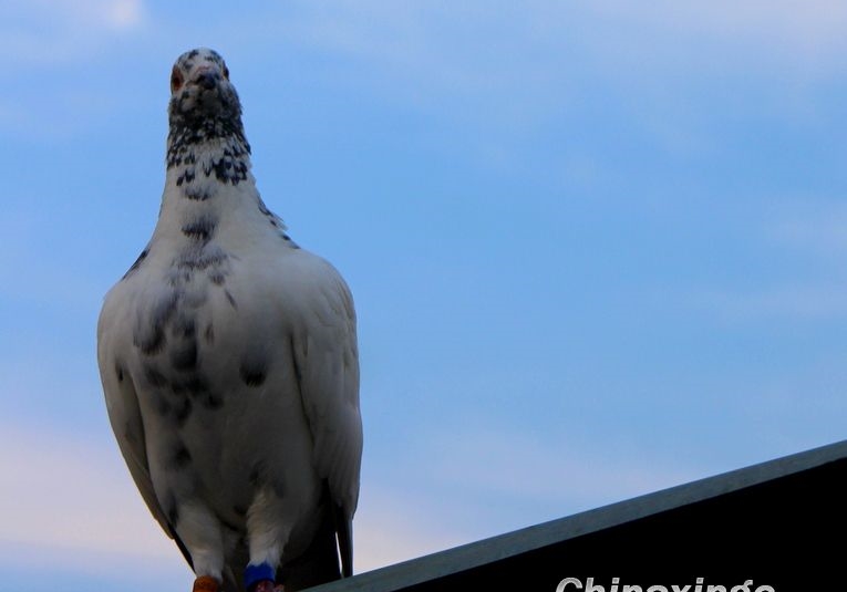 ��ʦ���Ѹ����ϳ� �ϻ�����ھ�Ӯ����