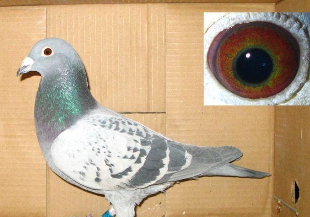 �ٹ����������