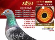 һ��ʵս��������������ҹ���