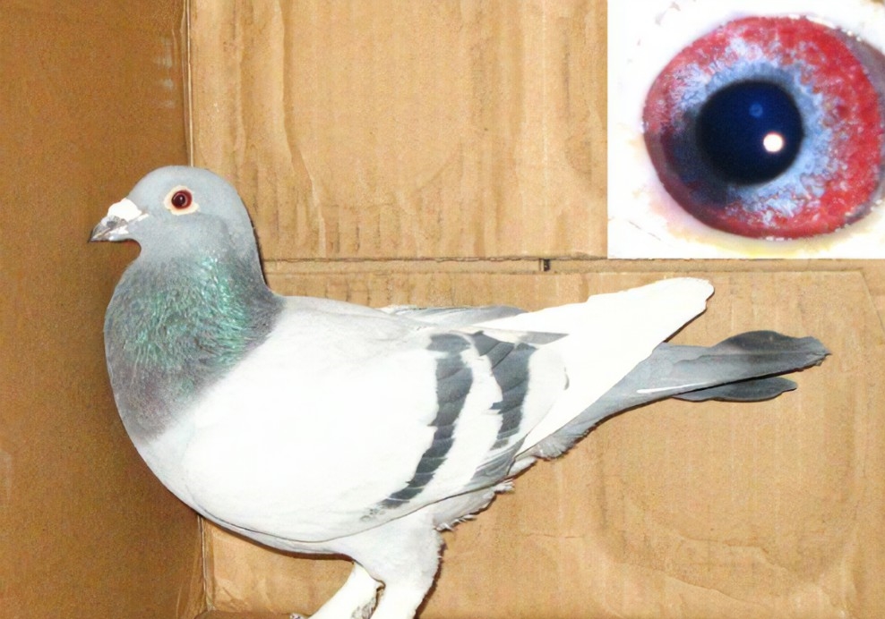 �������ĸ���