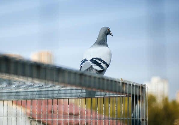 ���ⲩʿ����С˵���鳲�����ţ����¶������˳���