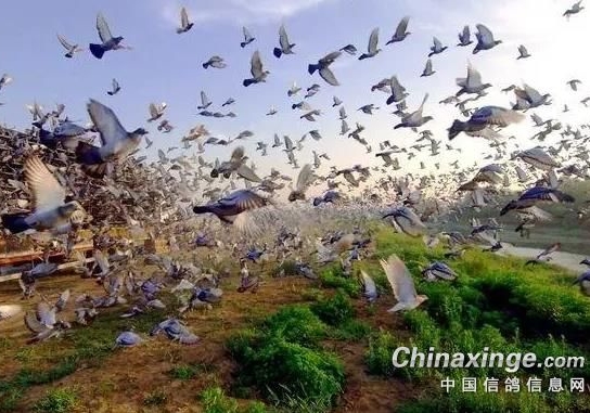 ��֣ս���� ��λ�ھ�����16���ӹ鳲