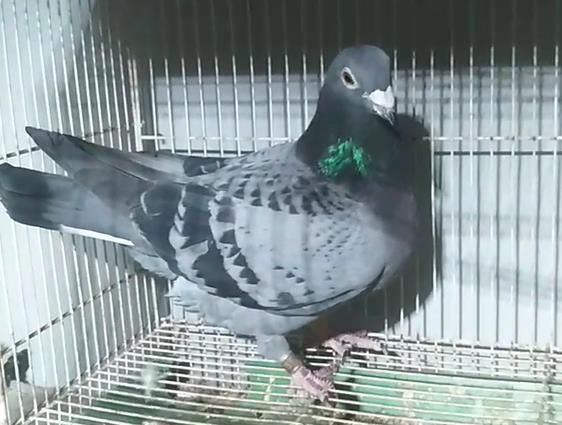 �������ָ������ã�