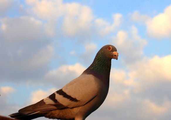 ��ƪС˵�ϼ����������� �������