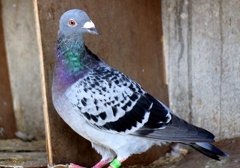 ��β���֣�