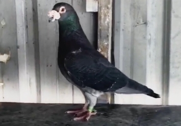 �Ϻ���Զ�̹ھ���� �����Ѫ������