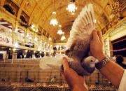 欧洲大规模鸽展――英国国际信鸽展周末开幕