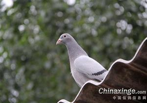 ���ⲩʿ����С˵���鳲����ʮһ��������ĺ�ɴ��