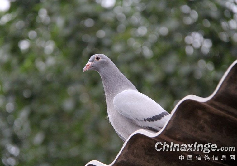 �ŷ�900����Ҳ��ǧ���������