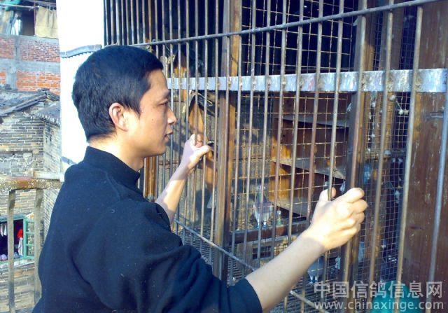 讨论：养鸽之人必懂鸽？有没有人懂鸽子？