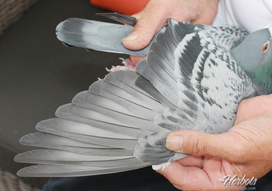 ǳ����Ѫ֮��ë��˵��