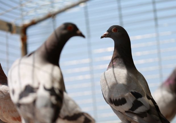 ��Ծ�������������ŷ�����������