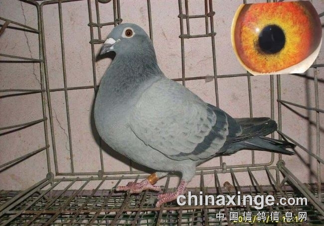 ����������ԣ����۶��Ǵ�������צ