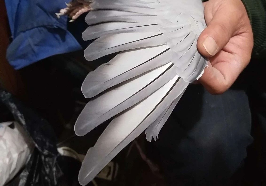 ǳ����Ѫ֮����