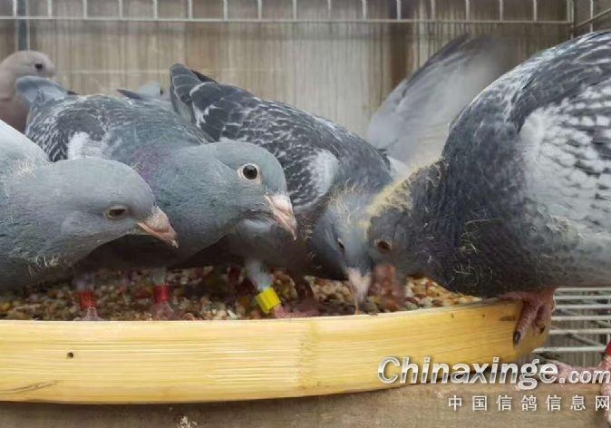 ������ƵĲ��������Ƿ��ף�