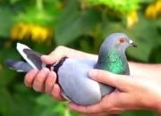 ����ר�Ҹ���˹ ͬһ��������ھ�